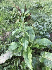 Rumex obtusifolius