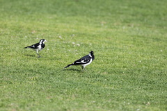 Grallina cyanoleuca