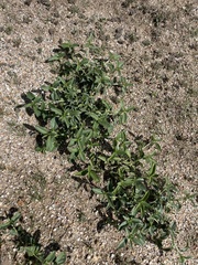 Ditaxis serrata
