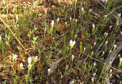Gilia