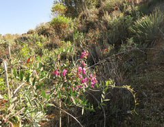 Lathyrus vestitus alefeldii