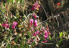 Lathyrus vestitus alefeldii