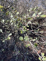 Cercocarpus betuloides