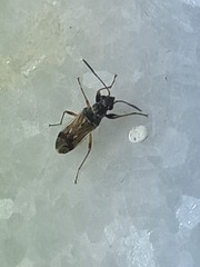 Pseudopachybrachius guttus