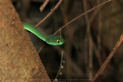 Trimeresurus macrops