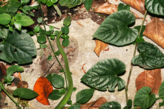 Trimeresurus macrops