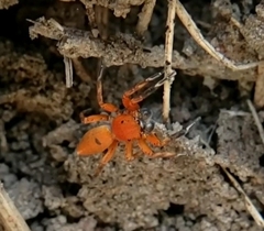 Cyrba nigrimana