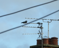 Corvus monedula
