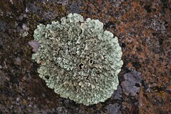 Flavoparmelia baltimorensis