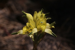 Chloraea
