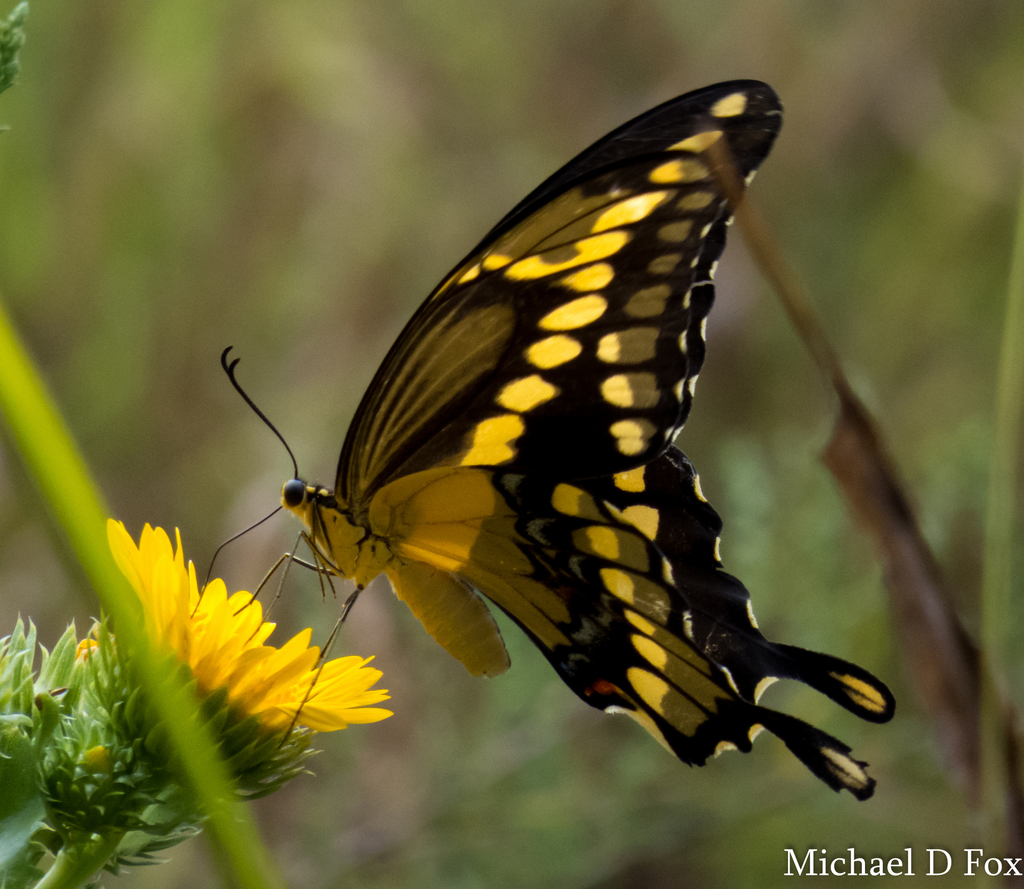 Giant Swallowtail