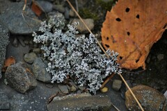 Stereocaulon saxatile