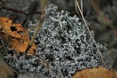 Stereocaulon saxatile