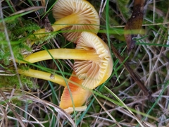 Hygrocybe insipida