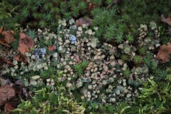 Cladonia gracilis