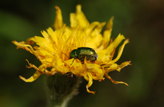 Cryptocephalus sericeus