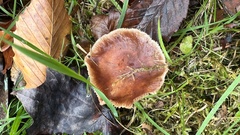 Tricholoma fulvum