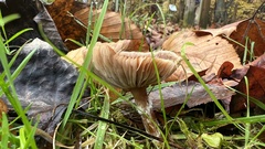 Tricholoma fulvum