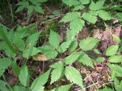 Clematis alpina sibirica