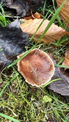 Tricholoma fulvum