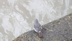 Phoenicurus fuliginosus