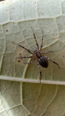 Anyphaena