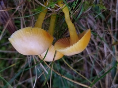 Hygrocybe insipida