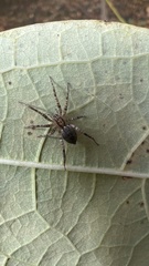Anyphaena