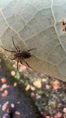 Anyphaena