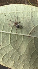 Anyphaena
