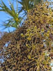 Arecaceae