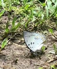 Polyura delphis