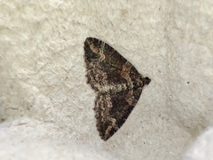 Catarhoe basochesiata