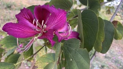 Bauhinia