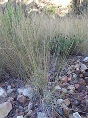 Bouteloua curtipendula