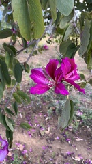 Bauhinia