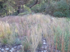 Bouteloua curtipendula