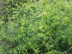 Asparagus umbellatus subsp. umbellatus image