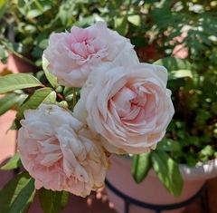 Rosa
