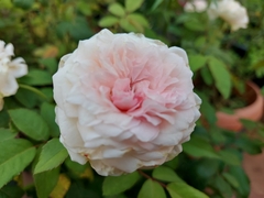 Rosa