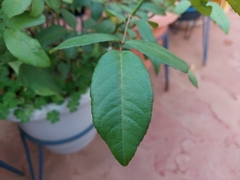 Rosa