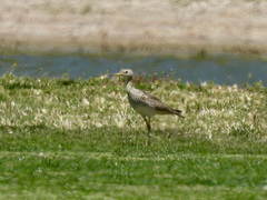 Bartramia longicauda