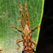 Sceloenopla pretiosa - Photo no hay derechos reservados, subido por Kahio Tiberio Mazon