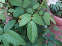 Rosa
