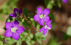 Legousia speculum-veneris