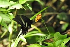 Heraclides hectorides