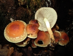 Hypholoma lateritium