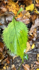 Solidago flexicaulis