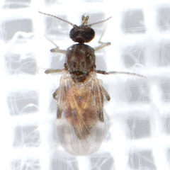 Culicoides