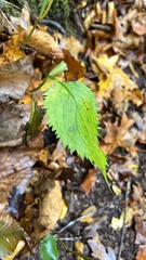 Solidago flexicaulis